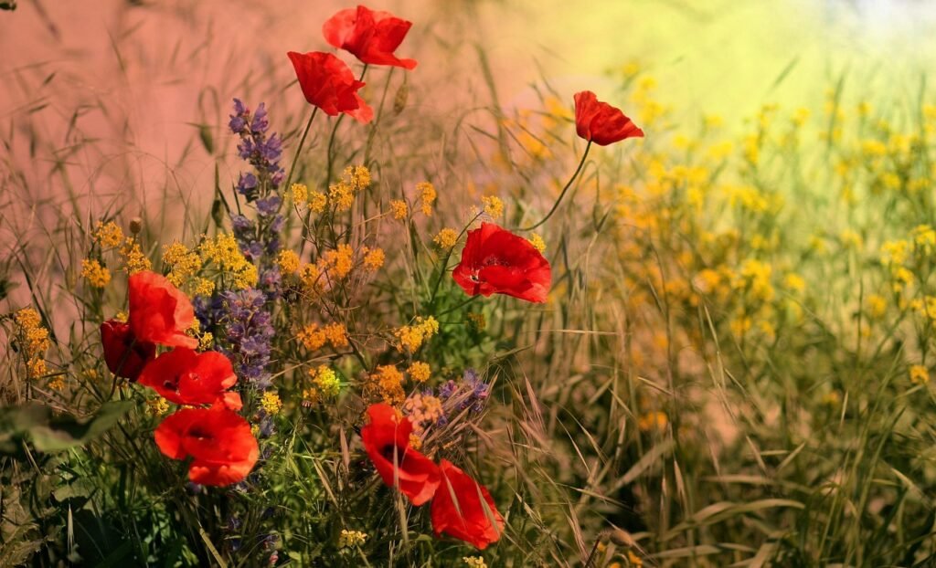 poppies, red, flower wallpaper, flowers, wildflowers, meadow, field, beautiful flowers, red poppies, red flowers, flora, nature, plants, flowering plants, blossom, bloom, poppies, poppies, poppies, wildflowers, flower background, wildflowers, wildflowers, wildflowers, wildflowers