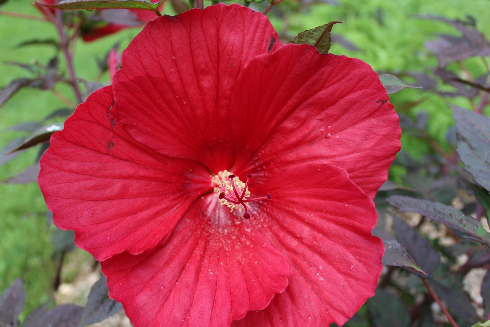 Garden Ponderings: Relaxing in the Silence
